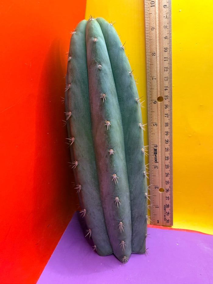 Cool San Pedro Cactus !