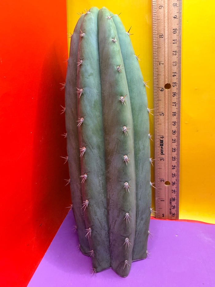 Cool San Pedro Cactus !