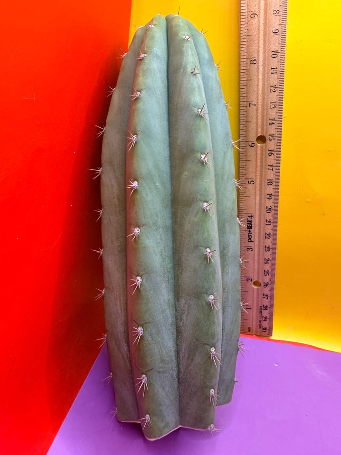 Cool San Pedro Cactus !