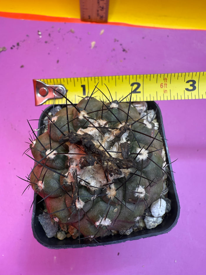 Copiapoa