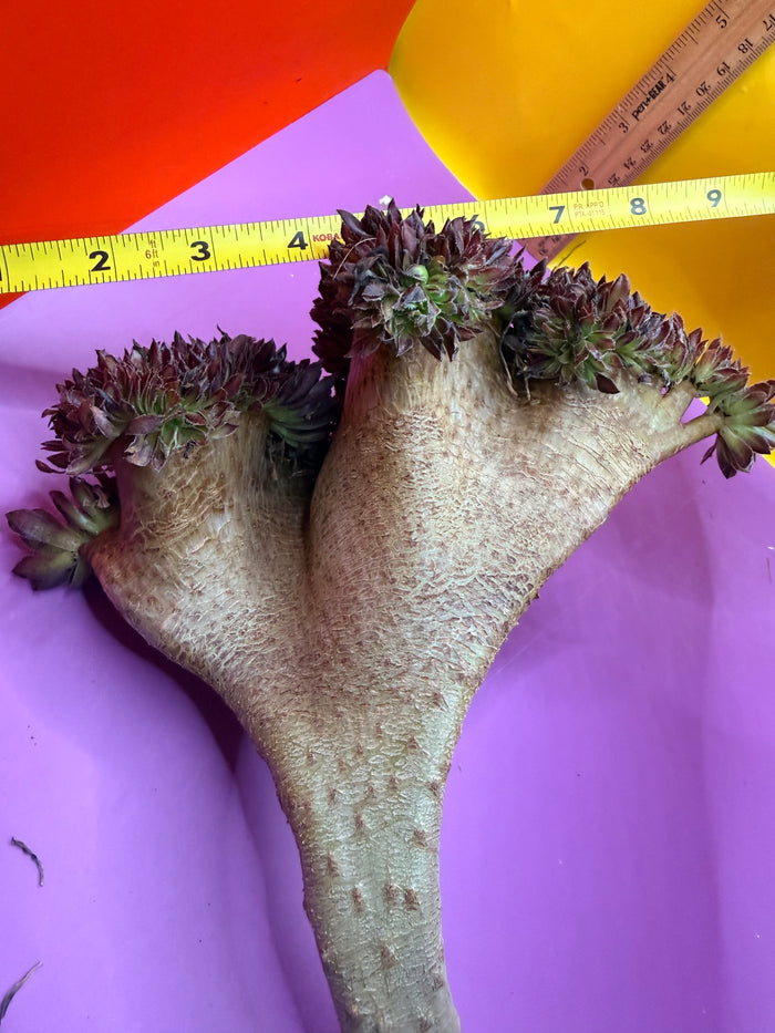 Crested aeonium