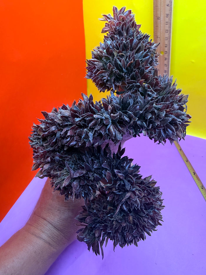 Crested aeonium