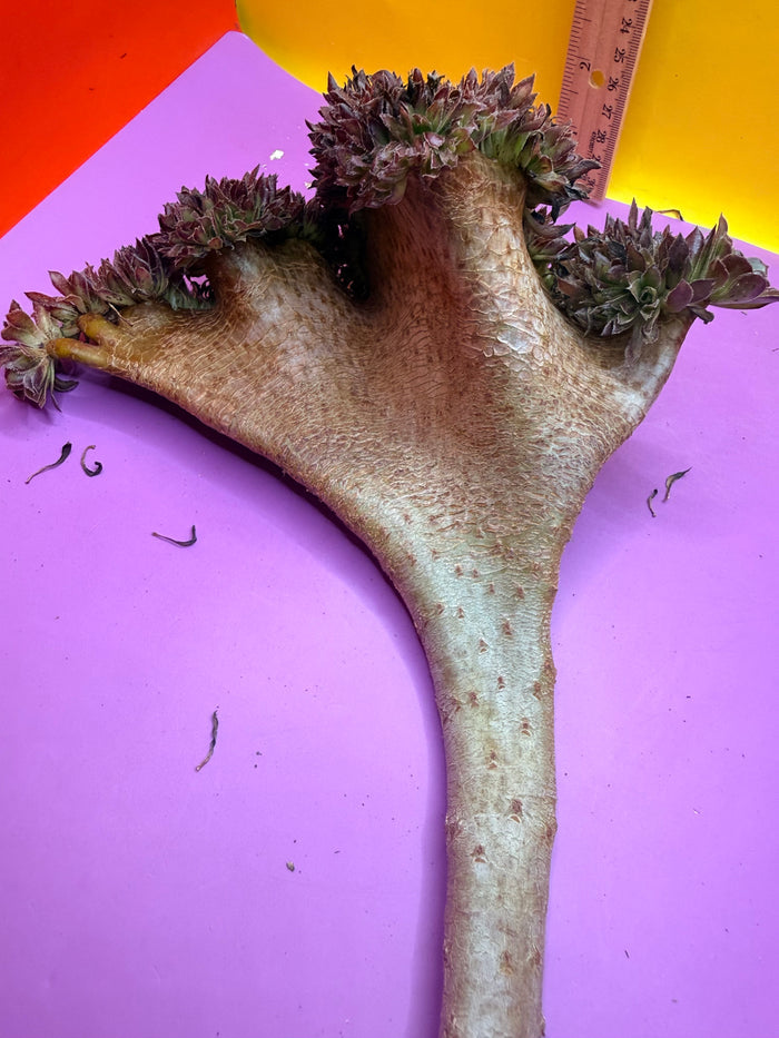 Crested aeonium