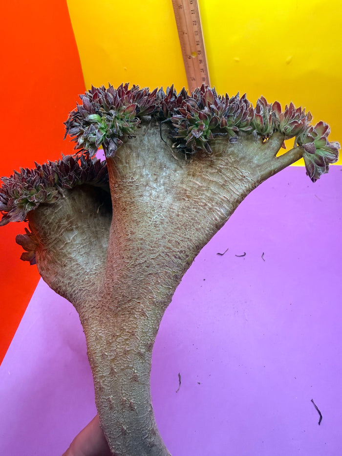 Crested aeonium