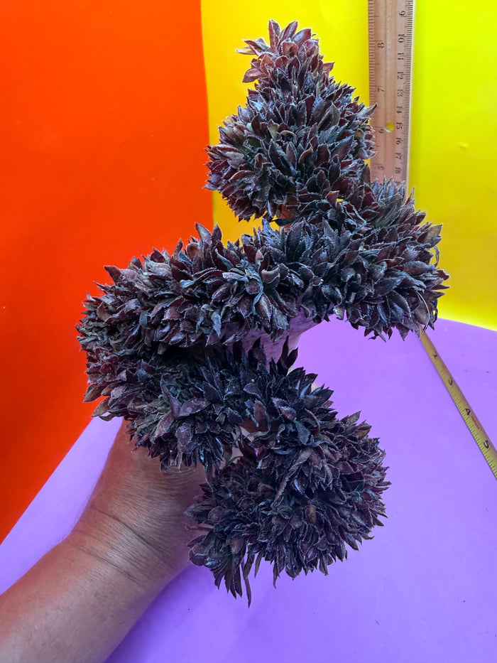 Crested aeonium