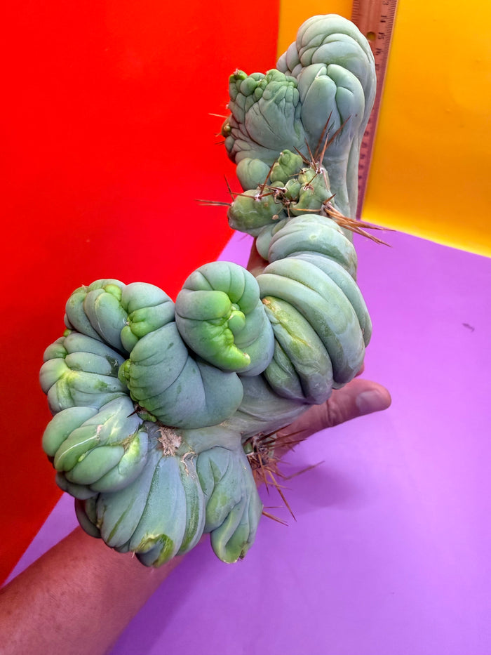 Crested TBM