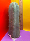 CSD !!! 4” thick