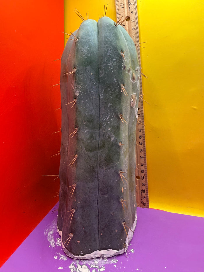 CSD !!! 4” thick
