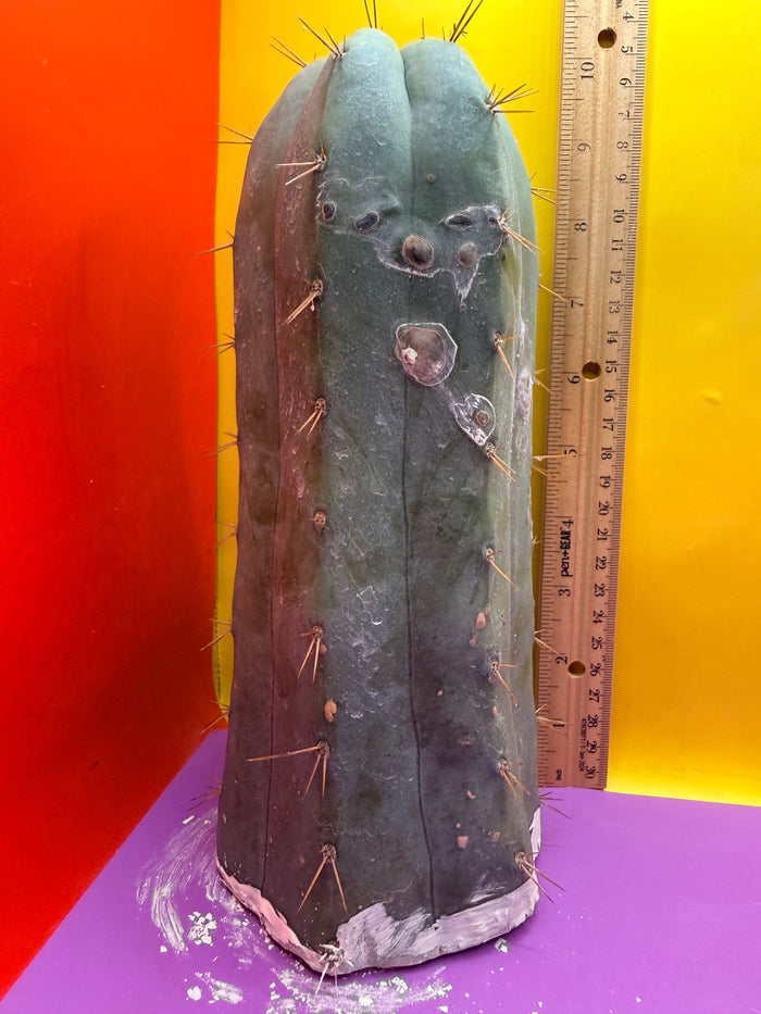 CSD !!! 4” thick