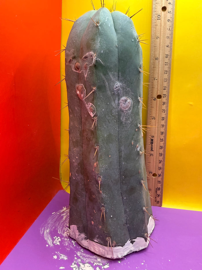 CSD !!! 4” thick