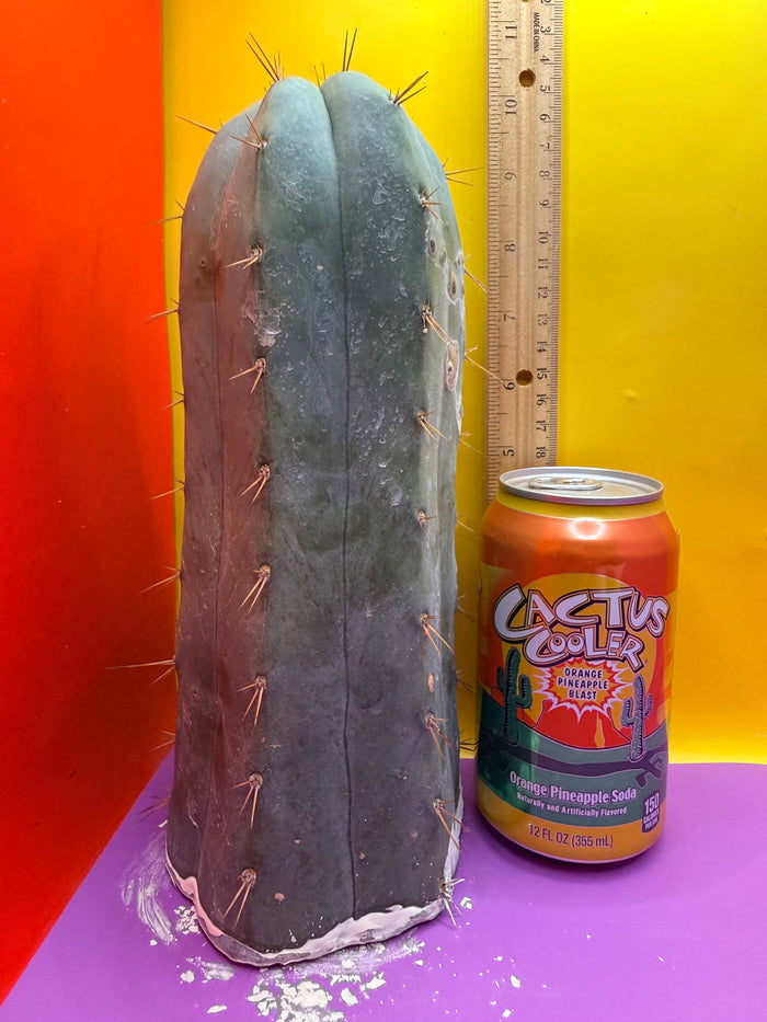 CSD !!! 4” thick