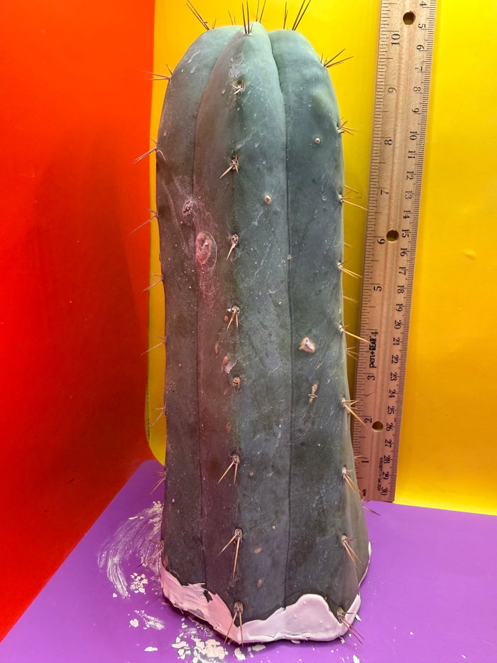 CSD !!! 4” thick