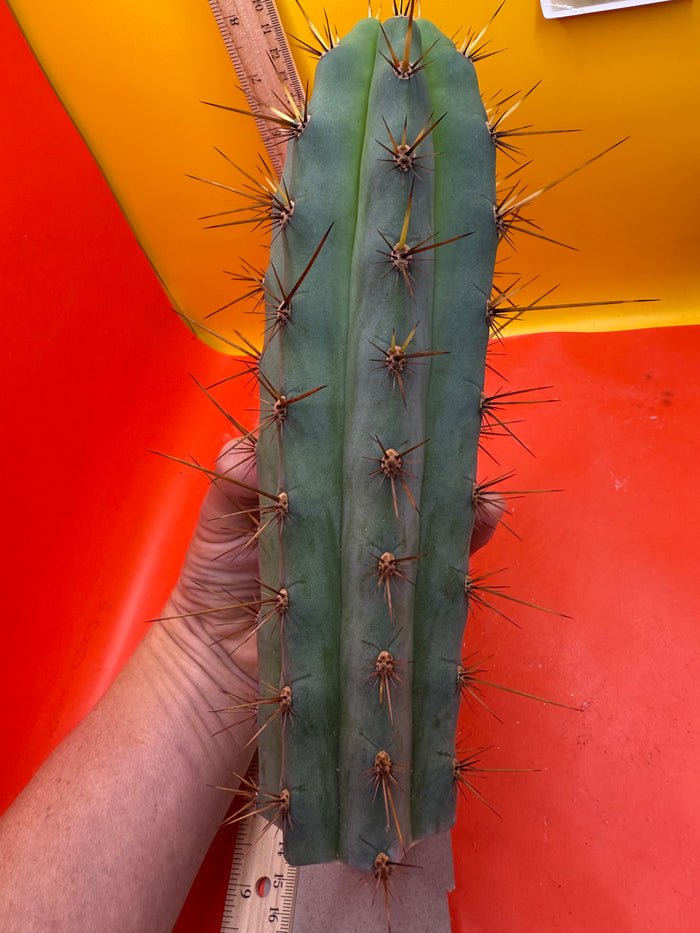 CUZCO !! Cuzcoensis