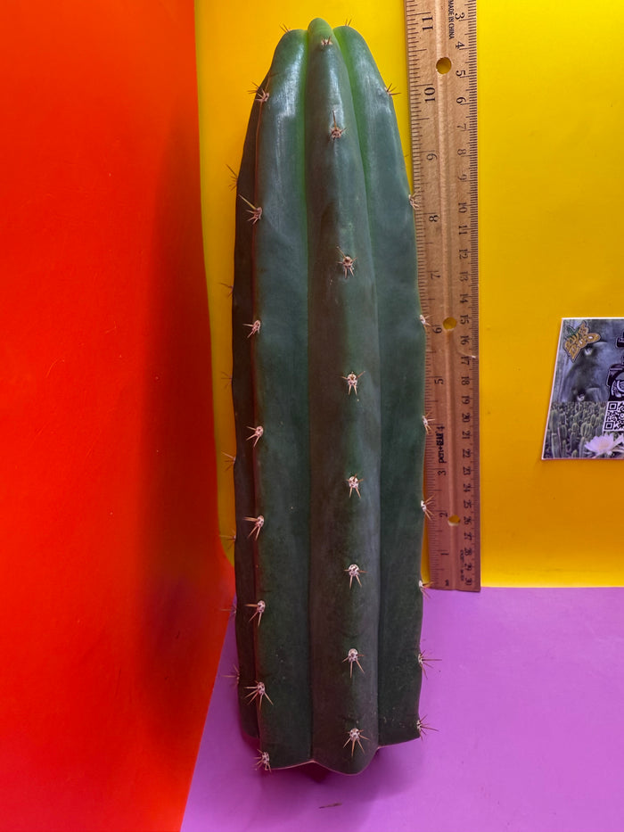 De costa O.p. San pedro Cactus cutting