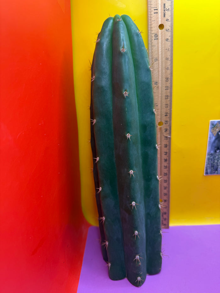 De costa O.p. San pedro Cactus cutting