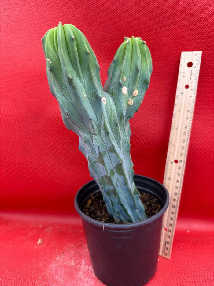 Dicot cresting Myrtillocactus!