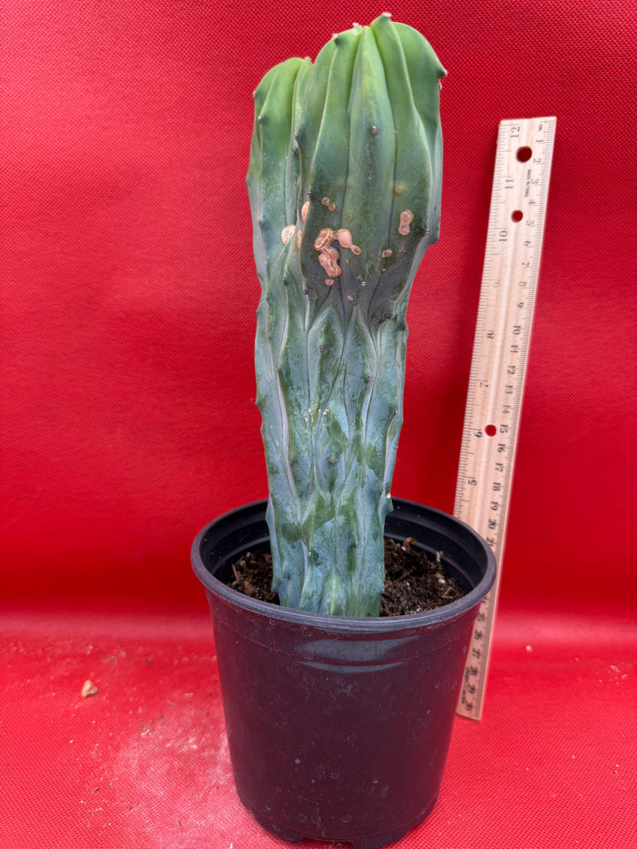 Dicot cresting Myrtillocactus!