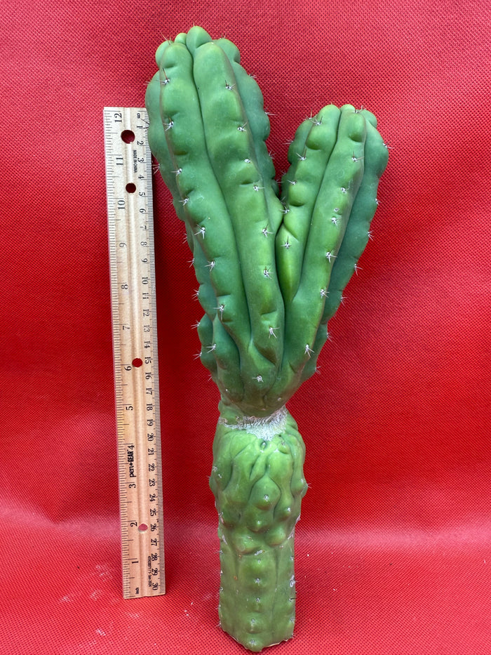 Dicot TPM !! Trichocereus Pachanoi monstrose
