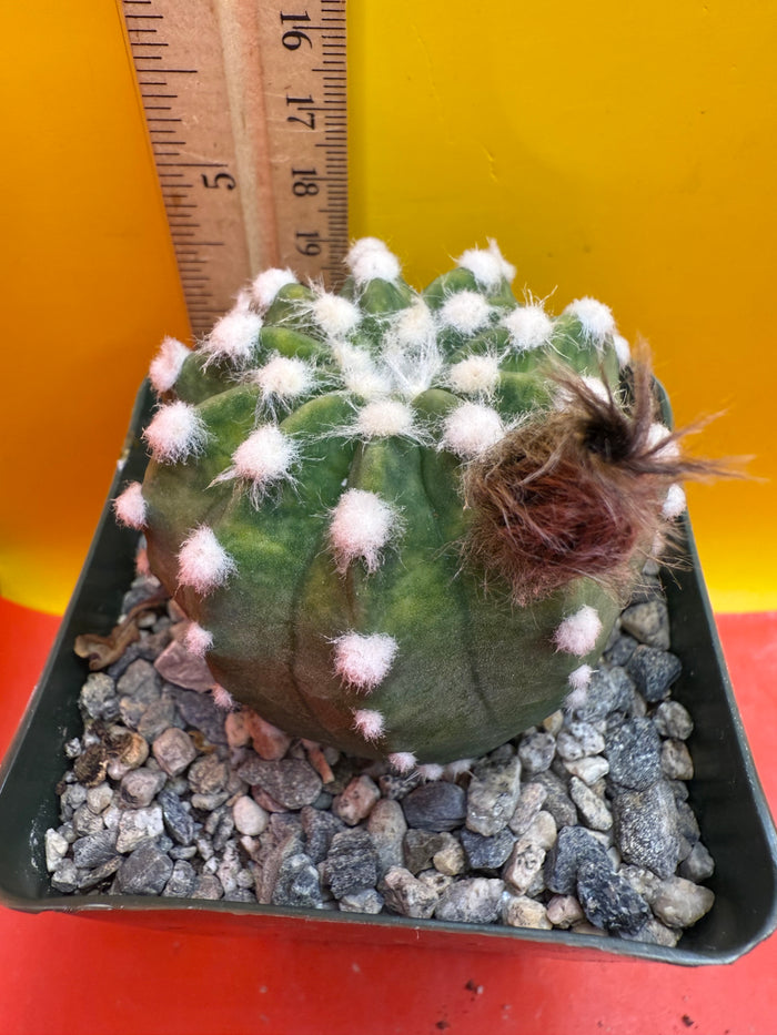 Domino cactus - !!