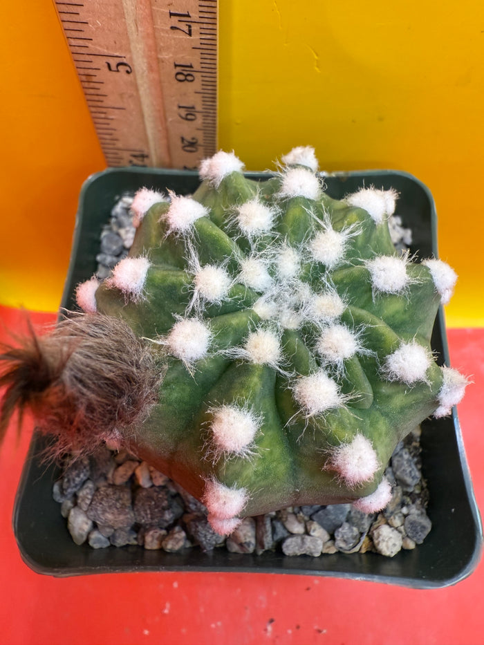 Domino cactus - !!