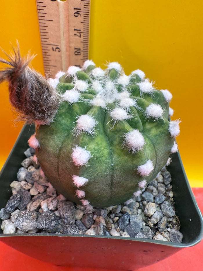 Domino cactus - !!