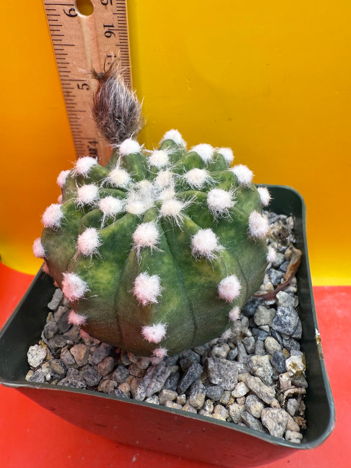 Domino cactus - !!