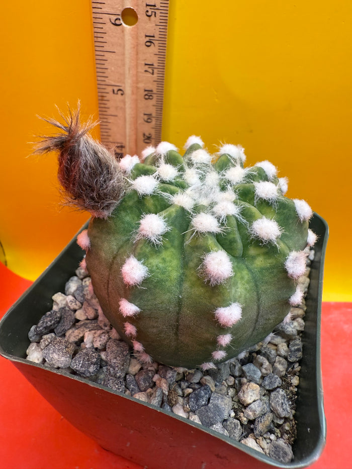 Domino cactus - !!