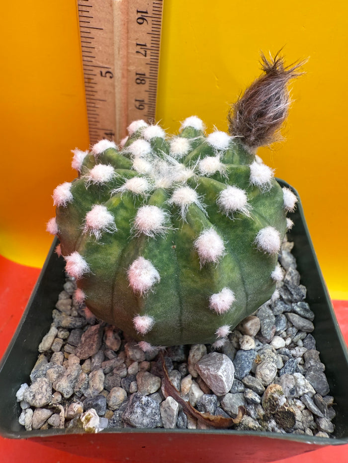 Domino cactus - !!