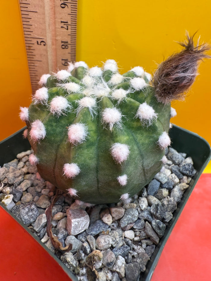 Domino cactus - !!