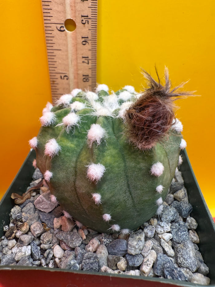 Domino cactus - !!
