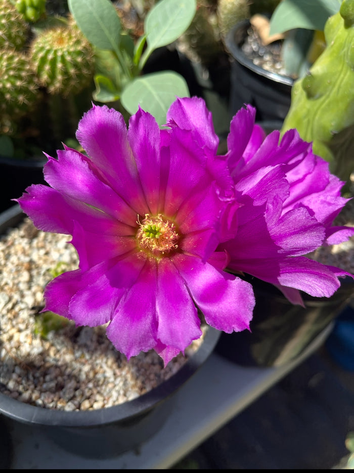 echinocereus viereckii  morricalii fully rooted - ships in its pot