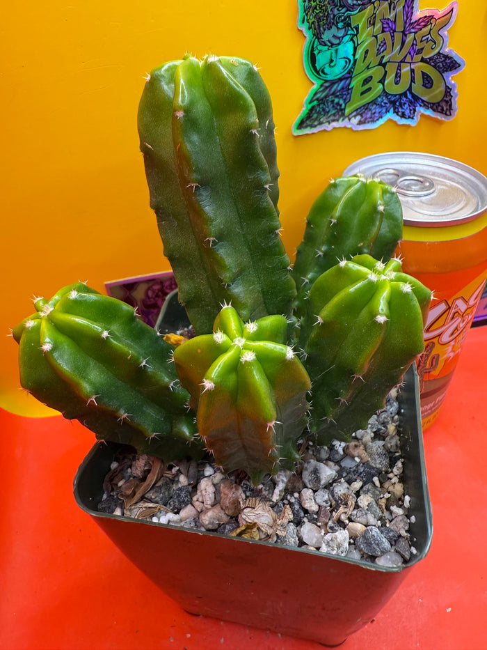 echinocereus viereckii  morricalii fully rooted - ships in its pot