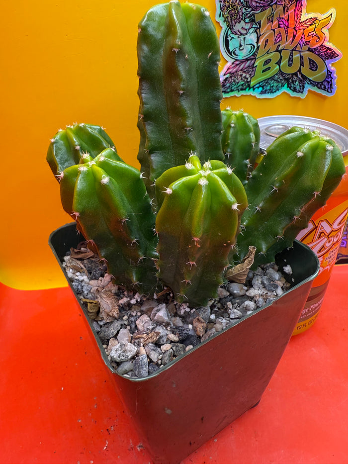 echinocereus viereckii  morricalii fully rooted - ships in its pot