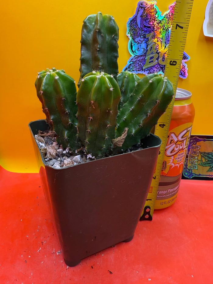 echinocereus viereckii  morricalii fully rooted - ships in its pot