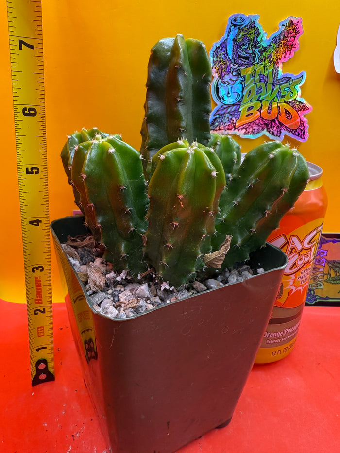 echinocereus viereckii  morricalii fully rooted - ships in its pot