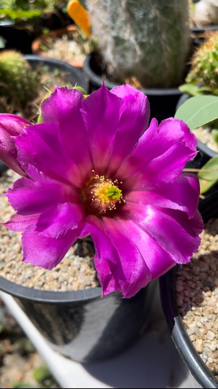 echinocereus viereckii  morricalii fully rooted - ships in its pot