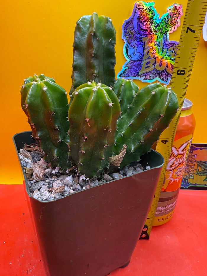 echinocereus viereckii  morricalii fully rooted - ships in its pot