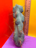 “El SERPEÑTE “
