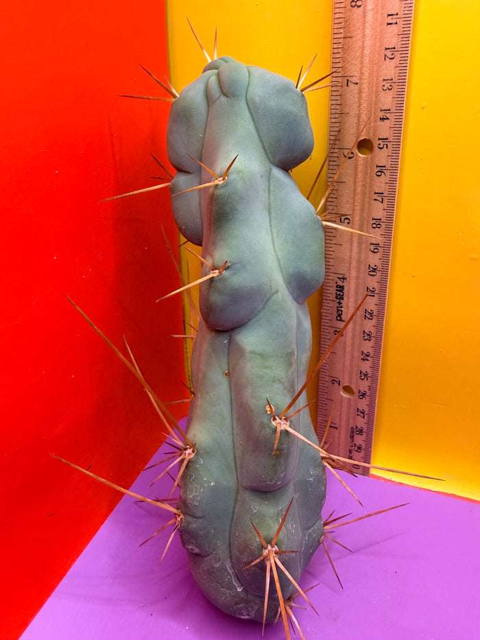 “El SERPEÑTE “