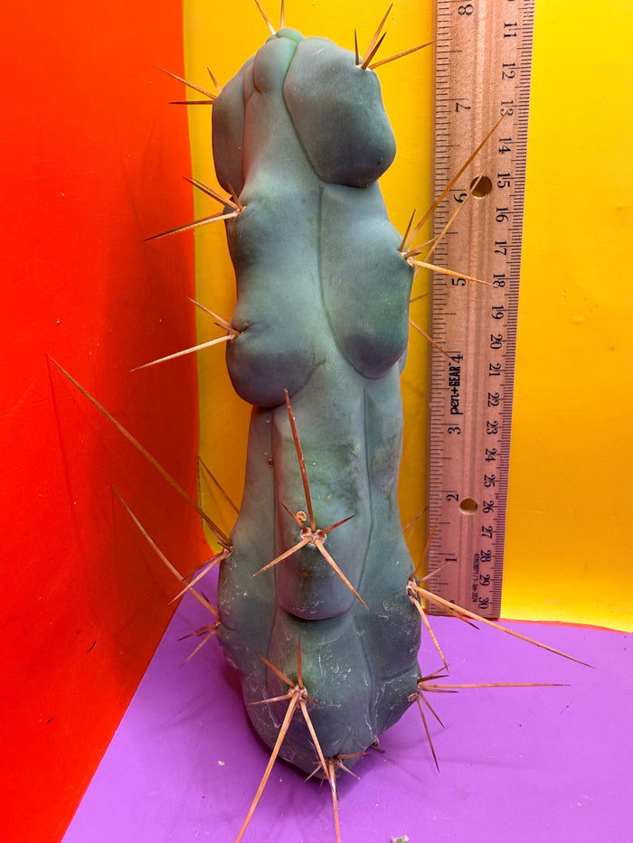 “El SERPEÑTE “