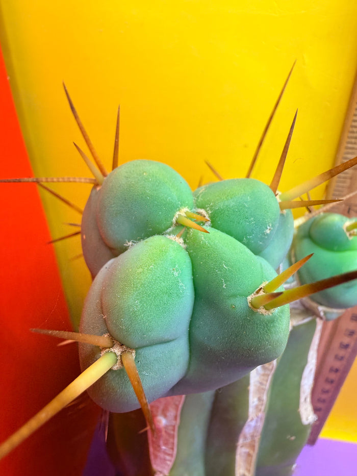 EL SERPIEÑTE Double pup Graft!