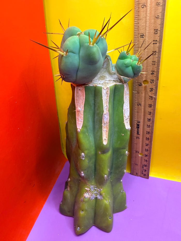 EL SERPIEÑTE Double pup Graft!