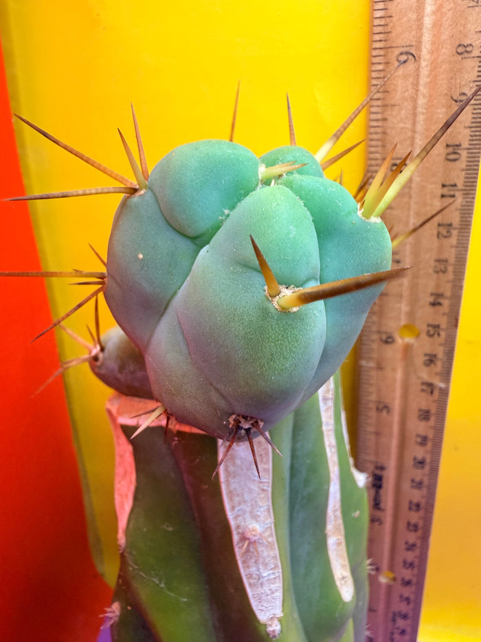 EL SERPIEÑTE Double pup Graft!