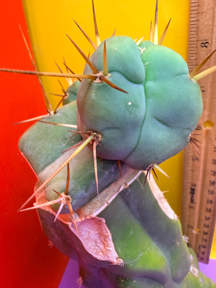 EL SERPIEÑTE Double pup Graft!