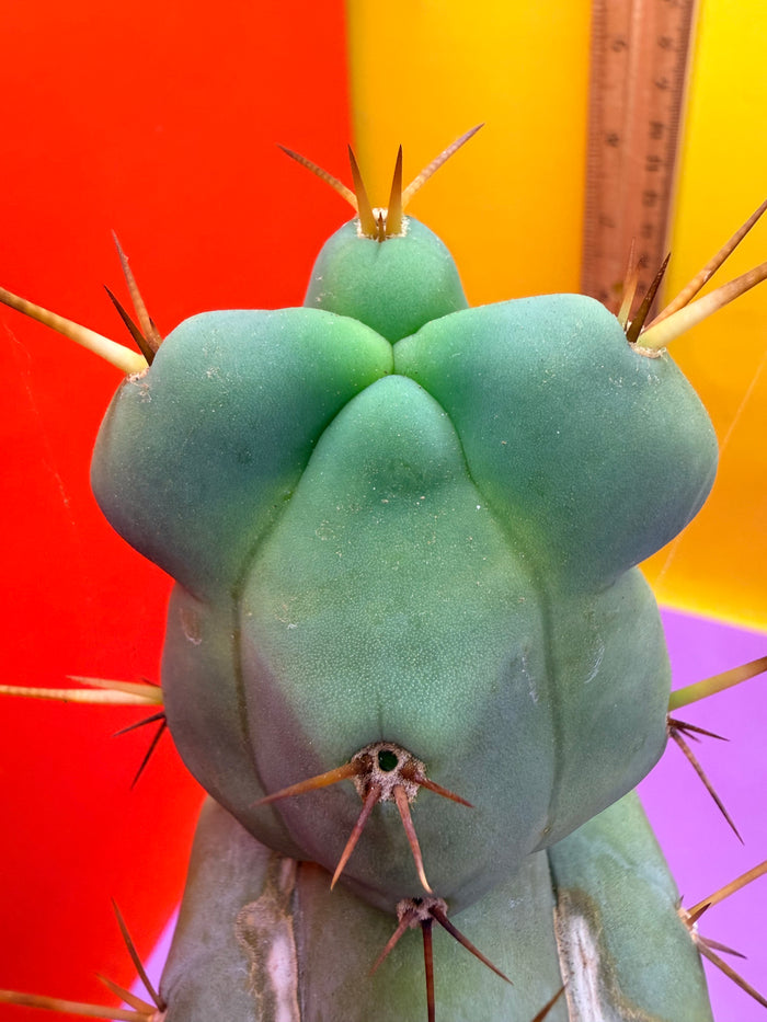 “EL SERPIEÑTE” unique Melty Growth !!