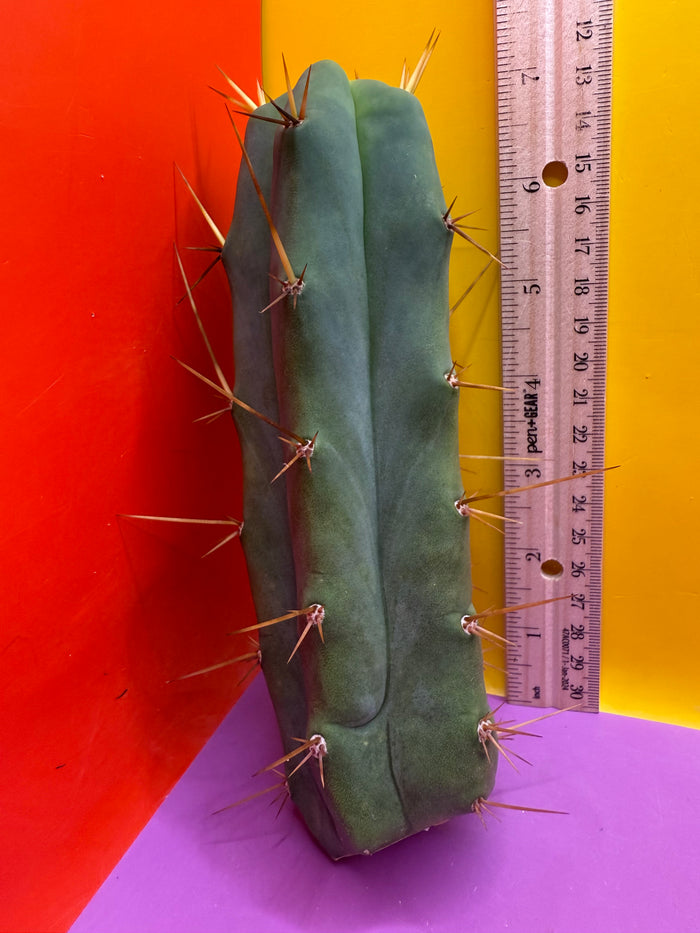 Essendon x Sina 🌶️🌶️ cactus
