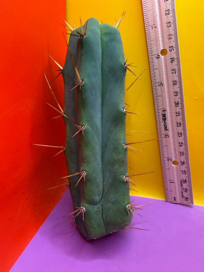 Essendon x Sina 🌶️🌶️ cactus