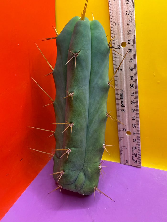 Essendon x Sina 🌶️🌶️ cactus