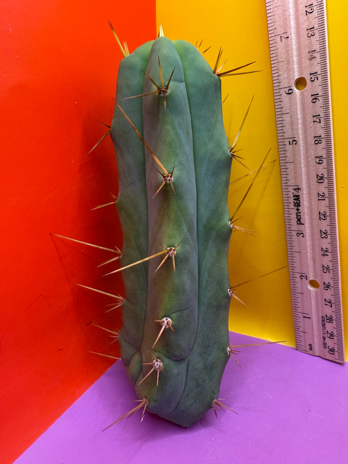 Essendon x Sina 🌶️🌶️ cactus