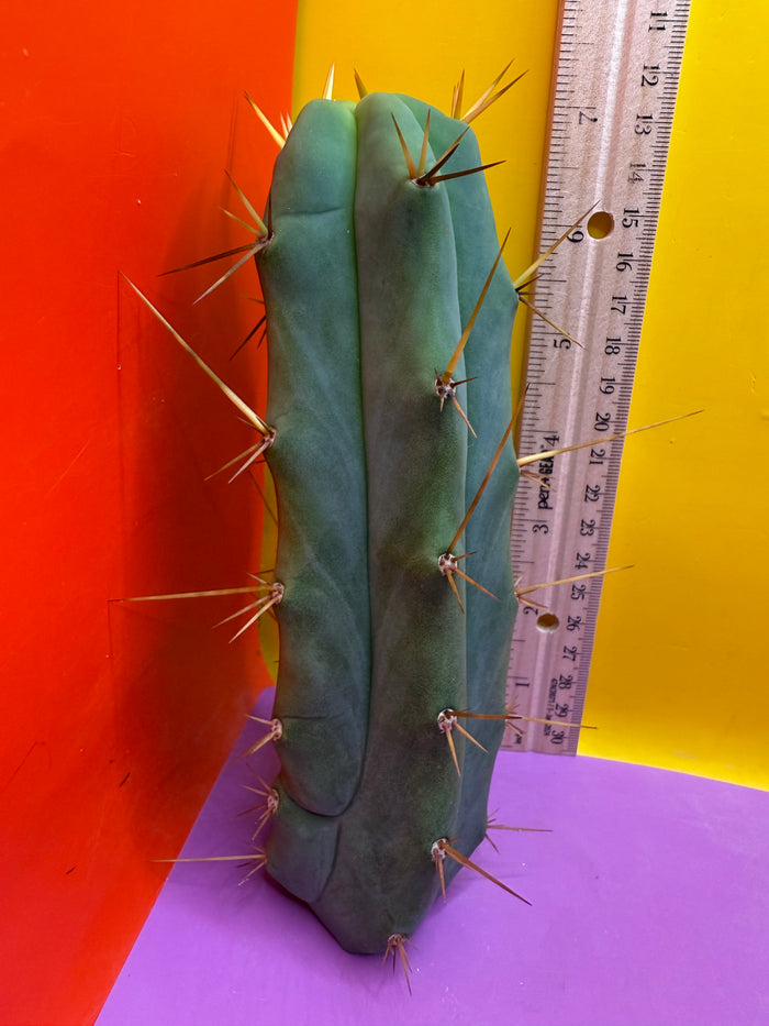 Essendon x Sina 🌶️🌶️ cactus